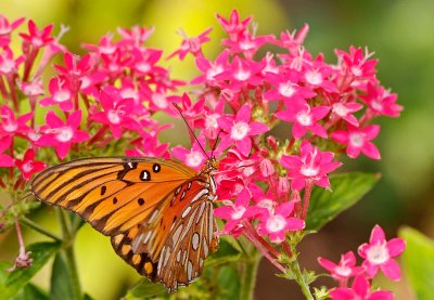 gulf fritillary 13