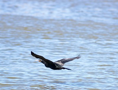 Double-crested Cormorant 01