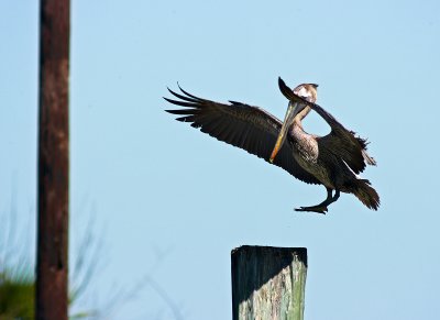 brown pelican landing 01