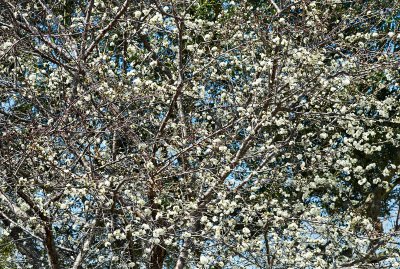 ornamental plum blossoms 05
