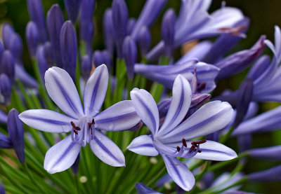 agapanthus africans 14