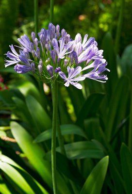 agapanthus africans 18