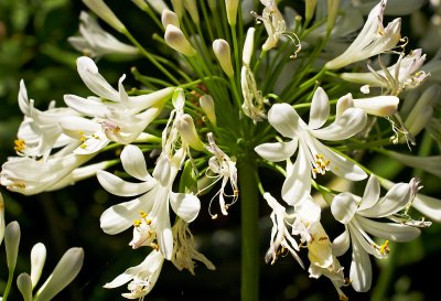 agapanthus africans white 04