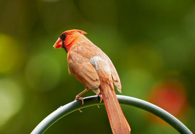 cardinal 13