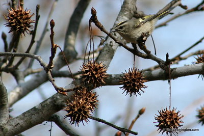 Golden-crowned Kinglet, male