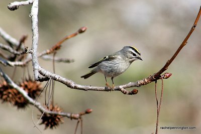 Golden-crowned Kinglet, male