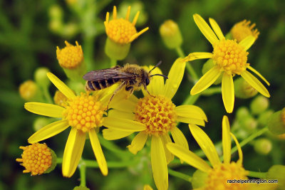 Bee On Golden Ragwort