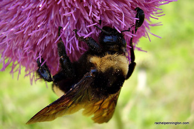 Bumblebee On Thistle