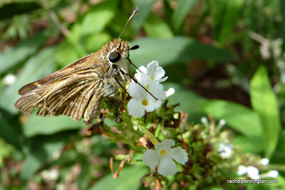 Skipper