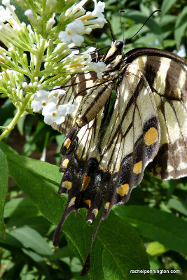 Eastern Tiger Swallowtail