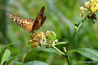 Variegated Fritillary