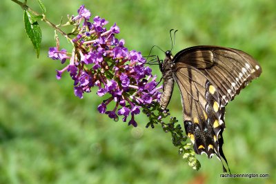 Black Swallowtail, Female