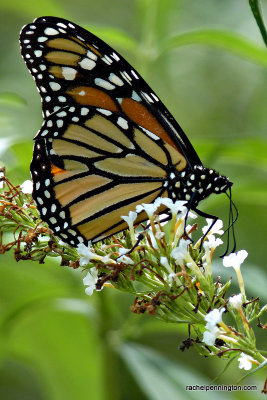 Monarch