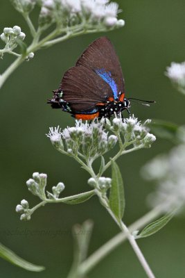 Great Purple Hairstreak