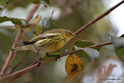 Cape May Warbler