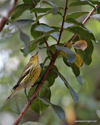 Cape May Warbler