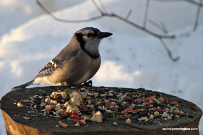 bluejayIMG_7266.jpg