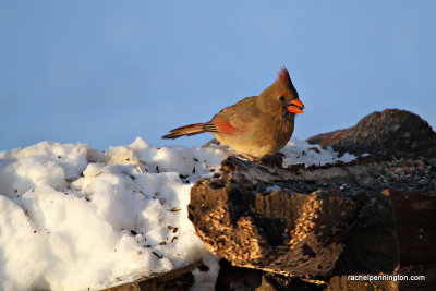 cardinalsunIMG_7203.jpg