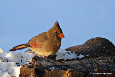 cardinalsunIMG_7205.jpg