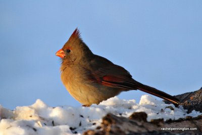 Northern Cardinal - Early Morning Sunshine