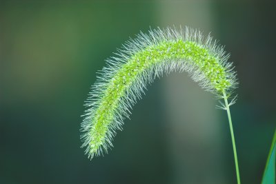 Macro Grass