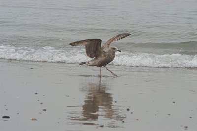 Prancing