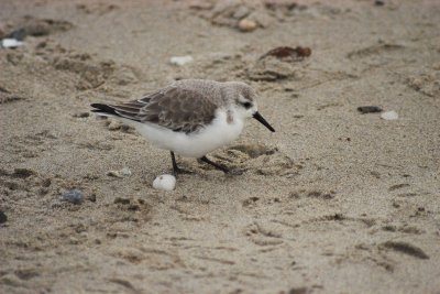 Sandpiper