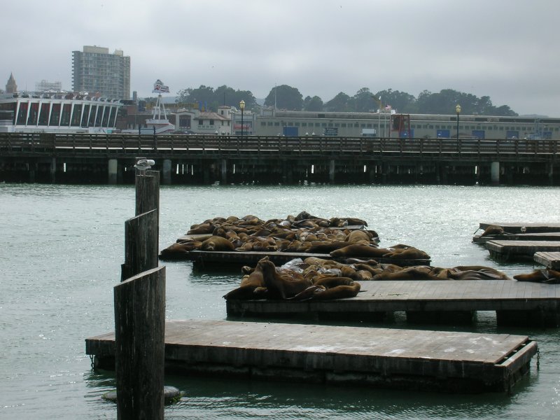 Sea Lions