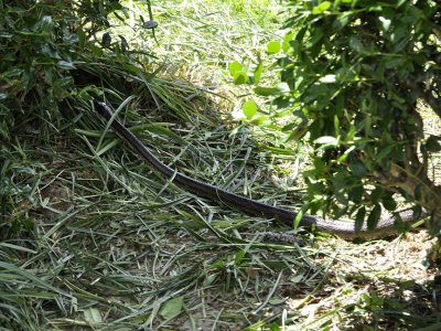 snake-across-path.jpg