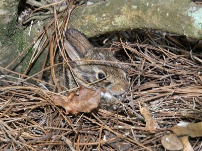 rabbit-under-bush.jpg