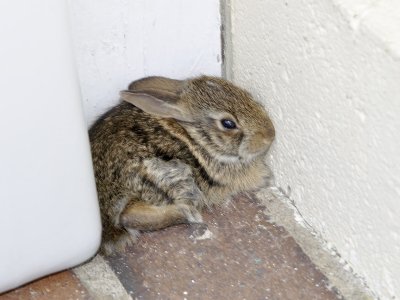 rabbit-by-steps.jpg