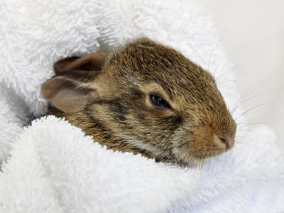 rabbit-in-towel.jpg