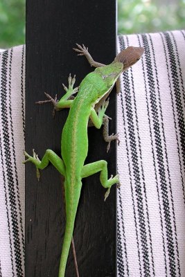 lizards-1.jpg