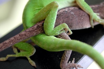lizard-3.jpg