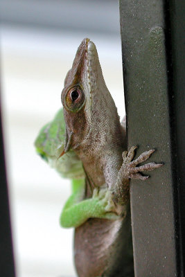 lizard-4.jpg