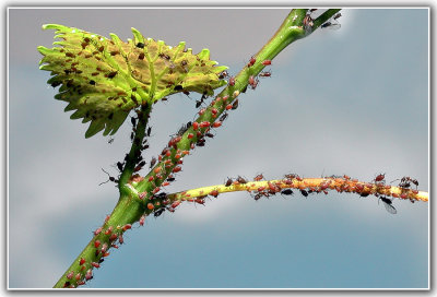 Aphids and a few ants..