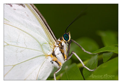 Morpho blanc