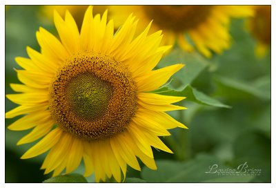 Tournesols