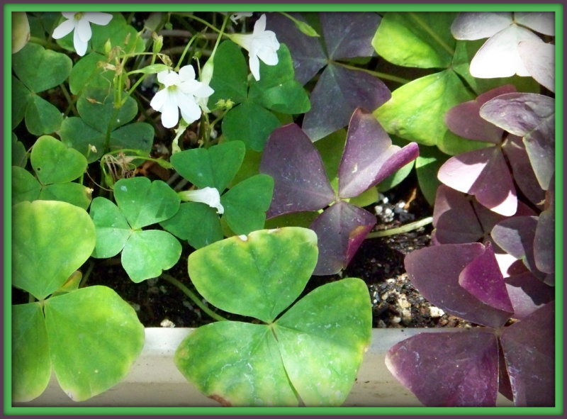Shamrock Treats