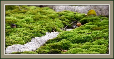 Moss-scape
