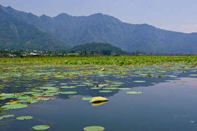 Dal Lake- Srinagar