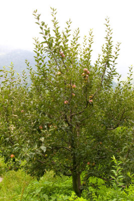 Apple Tree in Manali