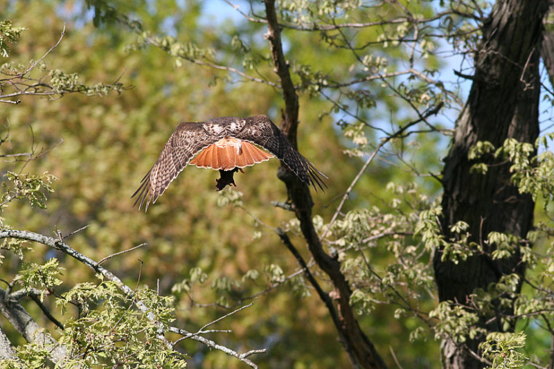 Male leaving the food lot.