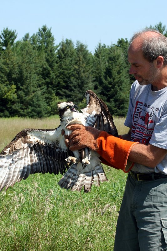 Dr. Jim and the osprey