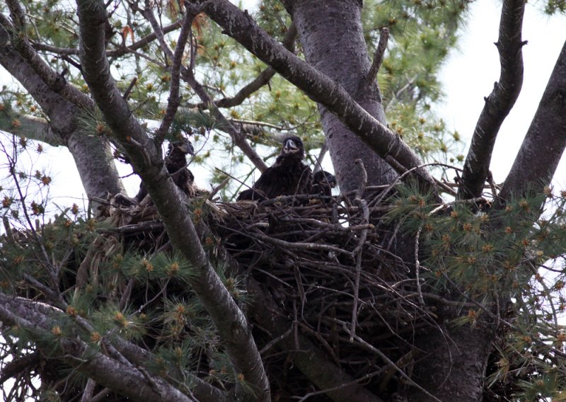 There really is three of those big brown birds.