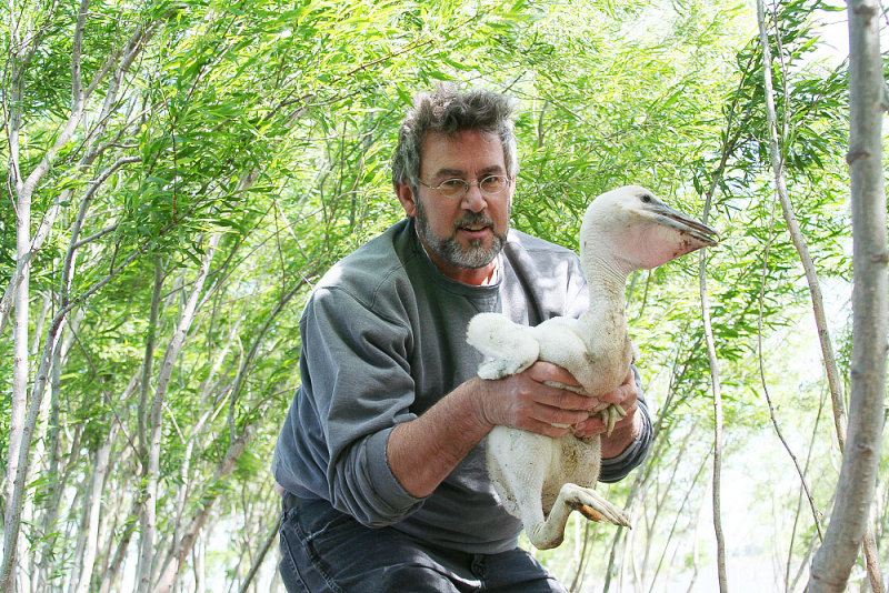 Chuck Petters releasing a banded chick back into the pod