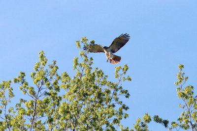 The male red tail