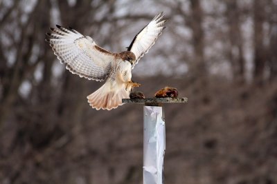 One perfect red tailed hawk.