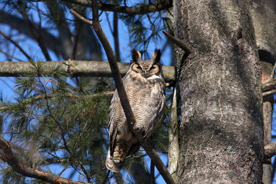 This place is for the birds, and a few mammals also