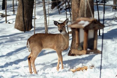 Doe